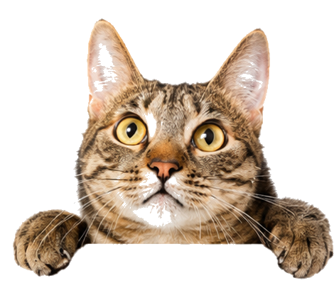 Gato