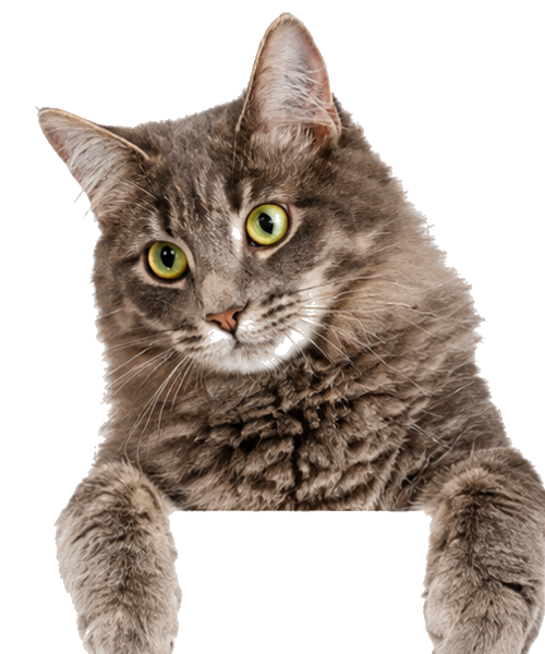 Gato