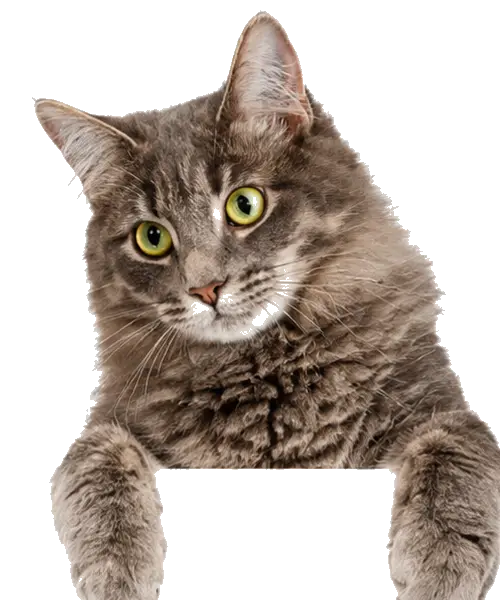 Gato