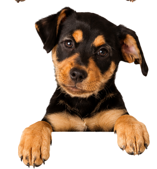 Perro
