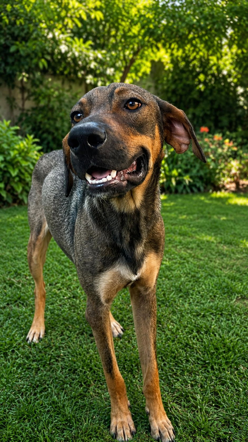 Adopción Responsable